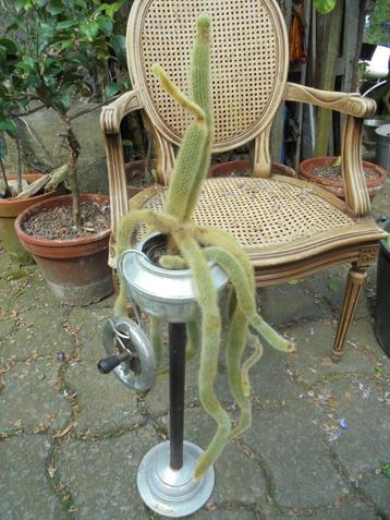 20 jaar oude hangcactus 35cm