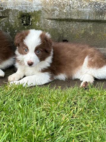 Chiots border collie