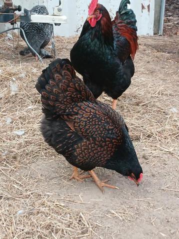 Raszuivere Barnevelder hennen – topkwaliteit – dubbelgezoomd