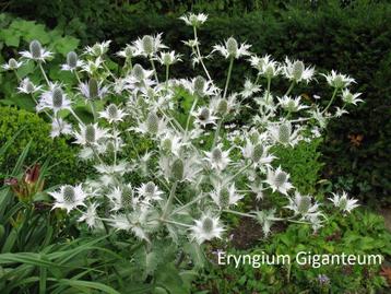 Eryngium Giganteum, schitterende ivoordistel
