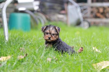 Yorkshire Terrier chiot, né le 15 décembre, élevé à la maiso