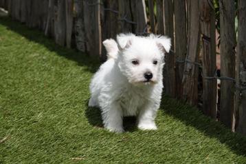 Superbes chiots West Highland White Terrier (Chiots Westie)