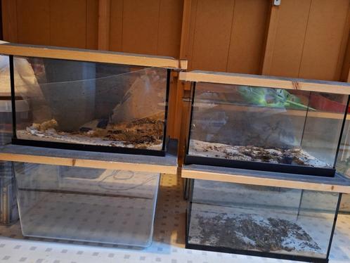 Terrariums € 10/ stuk en € 15 /stuk, Dieren en Toebehoren, Reptielen en Amfibieën, Overige soorten, 0 tot 2 jaar