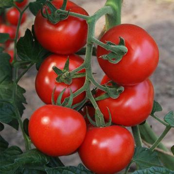 tomatenplanten in 60 soorten tomaten