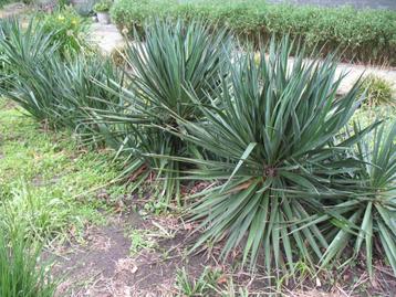 Yucca filamentosa palmlelie,winterhard