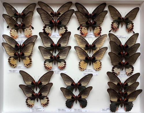 11 verschillende vormen van Papilio agenor in PAPILLOT, Dieren en Toebehoren, Insecten en Spinnen