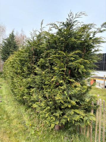 Gratis zie beschrijving