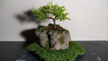 3 bonsai Juniperus + pot fait main