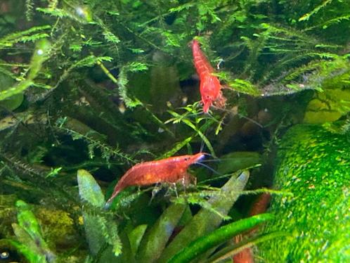 crevettes rouges : "Bloody Mary Low Grade" (exp. + retr.), Animaux & Accessoires, Poissons | Poissons d'aquarium, Poisson d'eau douce