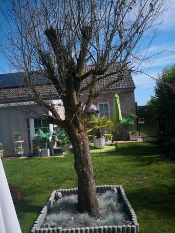boom voor hout.. wie komt hem omhakken