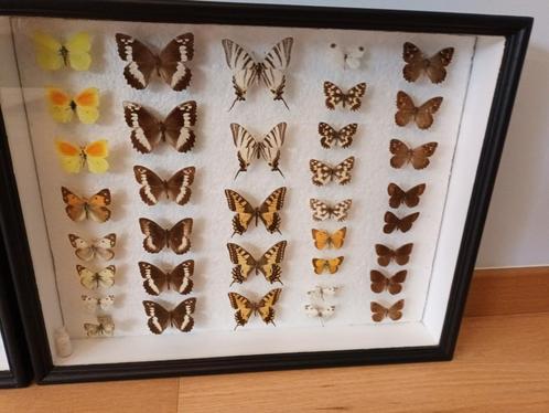 vlinderkasten, Collections, Collections Animaux, Utilisé, Animal empaillé, Autres, Enlèvement