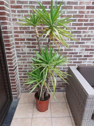Plant (yucca) hoogte 1,6 m