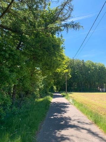 Te koop +/- 1 Ha bosgrond te Lanaken