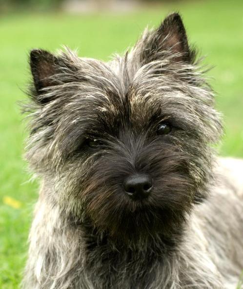 Chiot Cairn Terrier, couleur sauvage, garçon, Animaux & Accessoires, Chiens | Jack Russell & Terriers, Chien (mâle), Yorkshire Terrier