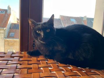 Zoekt warme thuis met tuin: Crapule (geboren 2023)