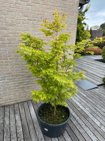 Érable japonais : Acer Palmatum « Sangokaku »