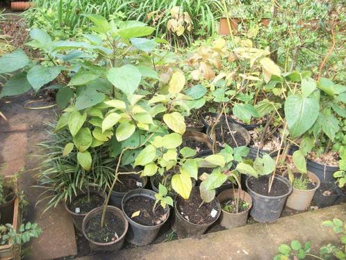 Clerodendrum trichotomum of Pindakaasboom, Jardin & Terrasse, Plantes | Arbres, Autres espèces, Moins de 100 cm, Plein soleil