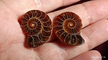 Deux belles fossiles d'ammonite de Madagascar 