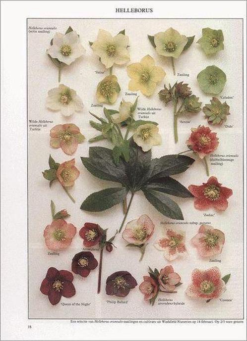 boek: vaste planten + snijbloemen (Spectrum natuurgidsen), Livres, Maison & Jardinage, Comme neuf, Jardinage et Plantes de jardin