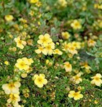 Potentilla fruticosa ""primrose beauty" (struikganzerik)