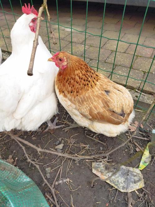 Araucana bolstaart  hen ook witte haan, Dieren en Toebehoren, Pluimvee, Kip