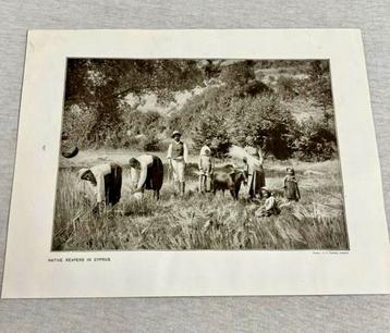 Native harvest reapers in cyprus antiek picture print 1906