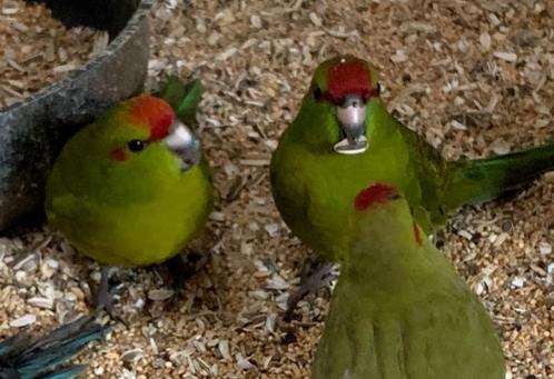 Kakariki, Animaux & Accessoires, Oiseaux | Perruches & Perroquets, Perruche, Plusieurs animaux, Bagué