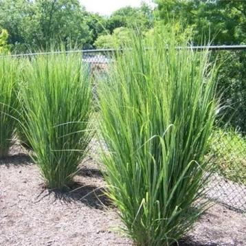 Panicum Northwind / Vingergras 