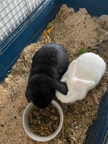 Twee schattige konijntjes inclusief kooi