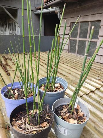 Equisetum, holpijp