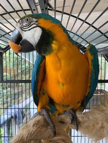 Arra Papegaai Gratis!!