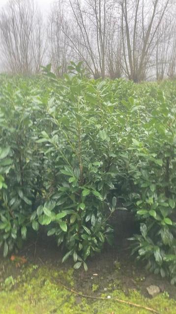 Prunus laurocerasus ‘Novita’ Paplaurier haagplanten 