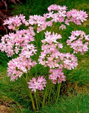 Allium roseum pink