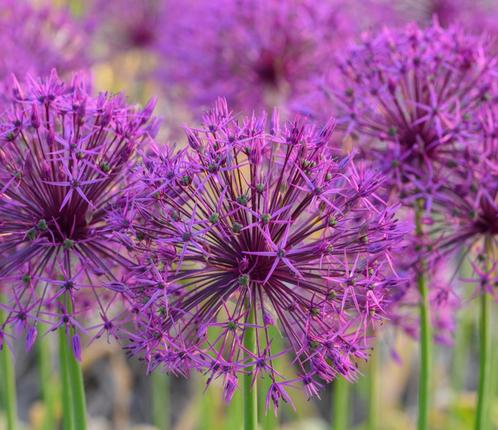 Allium purple sensation (zaadjes), Tuin en Terras, Planten | Tuinplanten, Vaste plant, Overige soorten, Halfschaduw, Ophalen of Verzenden