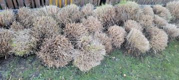Gratis lampenpoetsersgras (pennisetum)