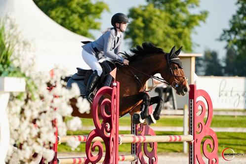Entraînement des jeunes chevaux et compétition, Services & Professionnels, Animaux | Chevaux | Soins, Garde & Dressage, Dressage