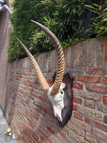 Crâne de Waterbuck avec grande corne, bois de taxidermie