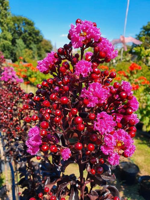 Lagerstroemia Raspberry Sorbet / ‼️‼️ 3 halen 2 betalen ‼️‼️, Jardin & Terrasse, Plantes | Arbres, Arbre à bulbes, 100 à 250 cm