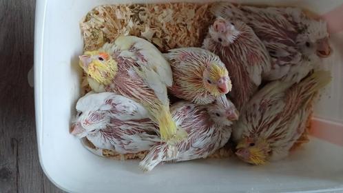 Tamme vogels, Animaux & Accessoires, Oiseaux | Perruches & Perroquets
