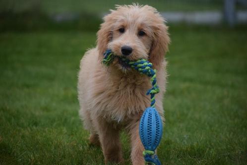 Golden doodle pups goldendoodle pup, Dieren en Toebehoren, Honden | Niet-rashonden, Middel, Meerdere dieren, Fokker | Professioneel