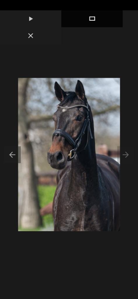 Belle jument de dressage PROK de 3 ans (GLOCK's Zonik  Negr, Animaux & Accessoires, Chevaux, Jument, Non dressé, 165 à 170 cm