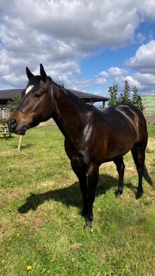 Quarter horse - gelding - 6 years, Animaux & Accessoires, Chevaux, Hongre, Débourré, Moins de 160 cm, 3 à 6 ans, Cheval western