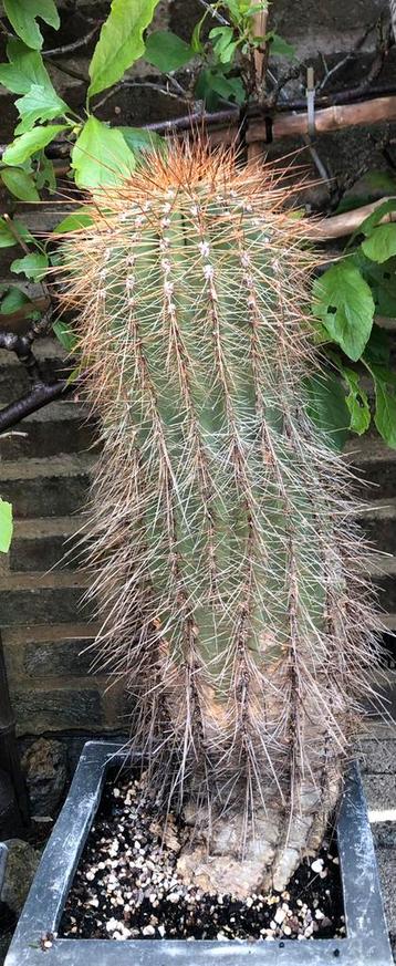 Grote cactussen voor binnen en buiten!