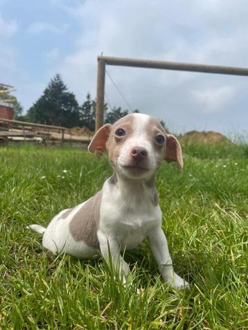 mini chiot Jack Russell