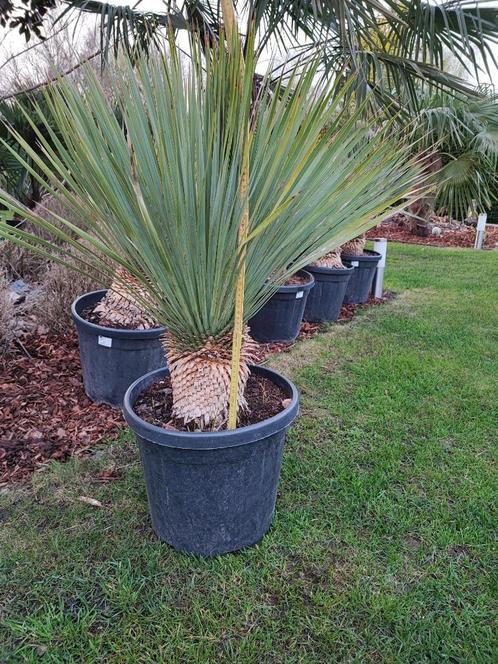 Yucca rostrata winterhard, Jardin & Terrasse, Plantes | Jardin, Plante fixe, Autres espèces, Plein soleil, Été, Enlèvement