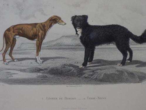 1885 gravure honden hazewind newfoundlander Gobin & Paquien, Antiek en Kunst, Kunst | Etsen en Gravures, Ophalen of Verzenden