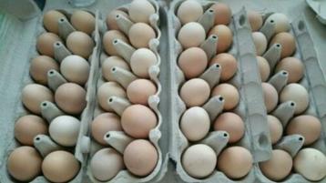  œufs à éclore : perdrix dorée, grouse brahma
