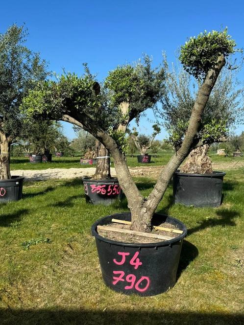 Magnifique Olivier pompon J4 PRIX CHOC de 790€, Jardin & Terrasse, Plantes | Arbres, Olivier, Enlèvement ou Envoi