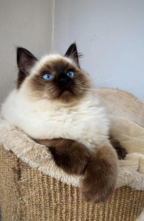 Ragdoll -  Prachtige kittens met stamboom, Animaux & Accessoires, Chats & Chatons | Chats de race | Poil long, Chatte ou Chat