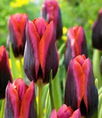 Lieve man zoekt naar lieve vrouw vanaf 24 jaar (2 uurtjes